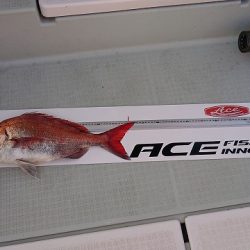 フィッシングボートACE(エース) 釣果