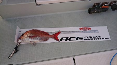 フィッシングボートACE(エース) 釣果