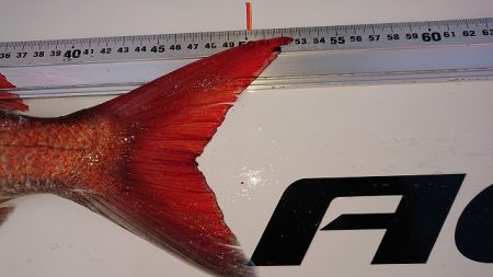 フィッシングボートACE(エース) 釣果