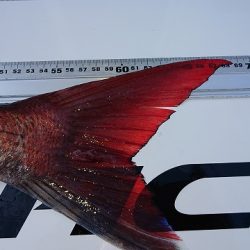 フィッシングボートACE(エース) 釣果