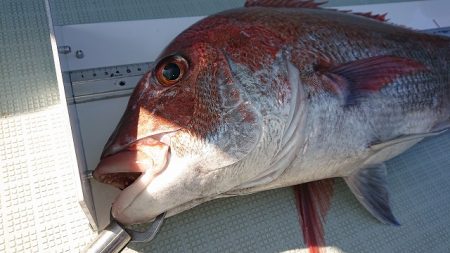 フィッシングボートACE(エース) 釣果