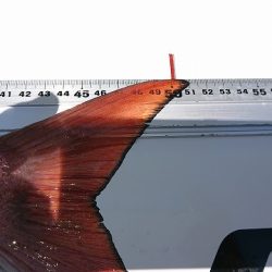 フィッシングボートACE(エース) 釣果