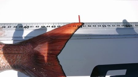 フィッシングボートACE(エース) 釣果