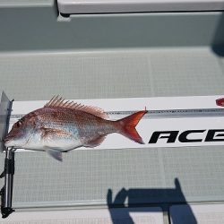 フィッシングボートACE(エース) 釣果