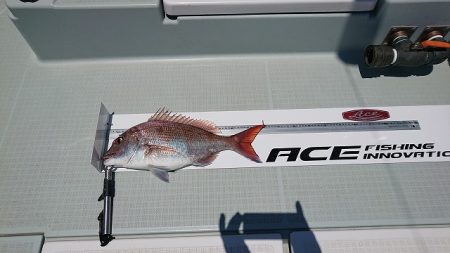 フィッシングボートACE(エース) 釣果