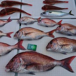 フィッシングボートACE(エース) 釣果