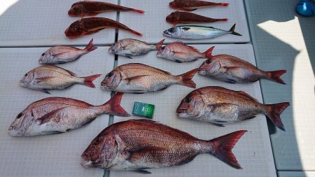 フィッシングボートACE(エース) 釣果