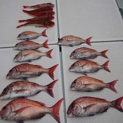 フィッシングボートACE（エース） 釣果