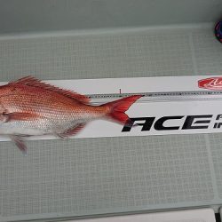 フィッシングボートACE(エース) 釣果
