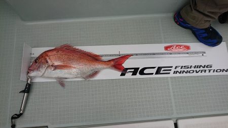 フィッシングボートACE(エース) 釣果