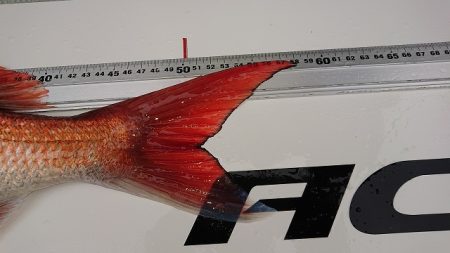 フィッシングボートACE(エース) 釣果