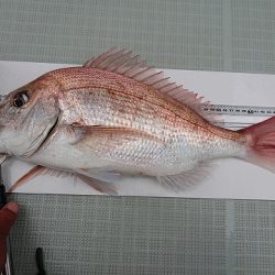 フィッシングボートACE(エース) 釣果