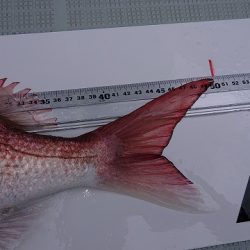 フィッシングボートACE(エース) 釣果