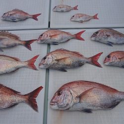 フィッシングボートACE(エース) 釣果