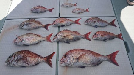 フィッシングボートACE(エース) 釣果