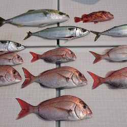 フィッシングボートACE（エース） 釣果