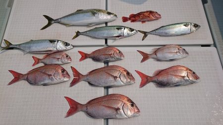 フィッシングボートACE（エース） 釣果