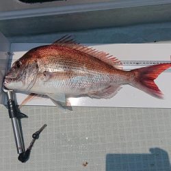 フィッシングボートACE(エース) 釣果