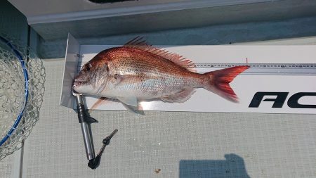 フィッシングボートACE(エース) 釣果