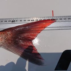 フィッシングボートACE(エース) 釣果