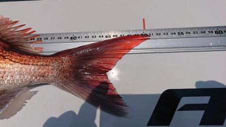 フィッシングボートACE(エース) 釣果