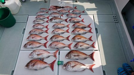 フィッシングボートACE(エース) 釣果