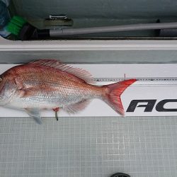 フィッシングボートACE（エース） 釣果