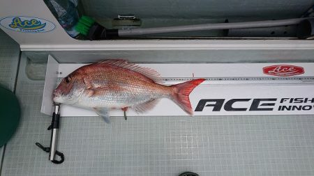 フィッシングボートACE（エース） 釣果