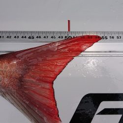 フィッシングボートACE（エース） 釣果