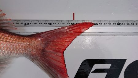 フィッシングボートACE（エース） 釣果