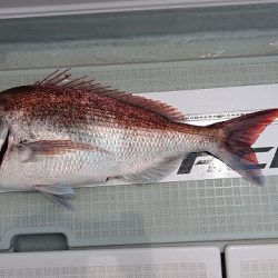 フィッシングボートACE（エース） 釣果