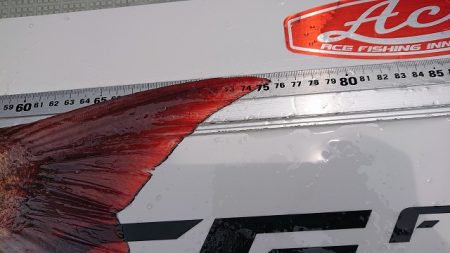 フィッシングボートACE（エース） 釣果