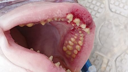 フィッシングボートACE（エース） 釣果