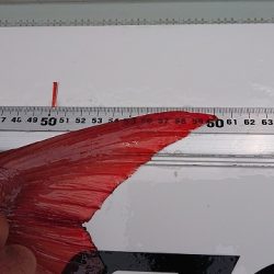 フィッシングボートACE（エース） 釣果