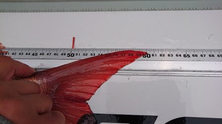 フィッシングボートACE（エース） 釣果