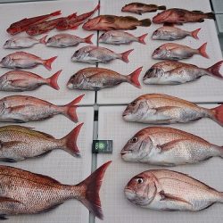 フィッシングボートACE（エース） 釣果