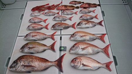 フィッシングボートACE（エース） 釣果