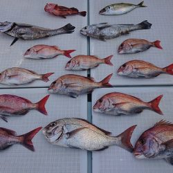 フィッシングボートACE(エース) 釣果