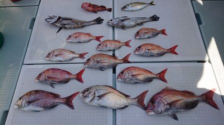 フィッシングボートACE(エース) 釣果