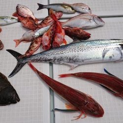 フィッシングボートACE(エース) 釣果