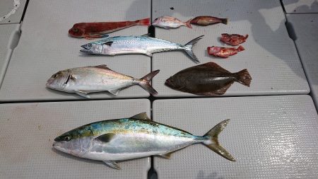 フィッシングボートACE(エース) 釣果