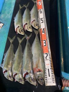 愛海丸 釣果