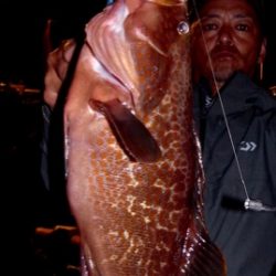 シーマジカル 釣果