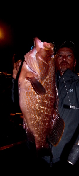 シーマジカル 釣果