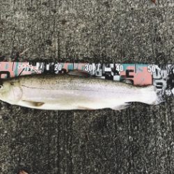 フィッシング サンクチュアリ 釣果