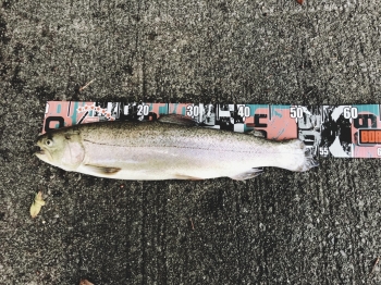 フィッシング サンクチュアリ 釣果