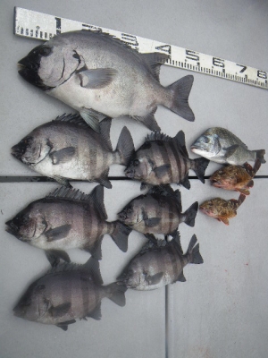 磯部釣船 直栄丸 釣果