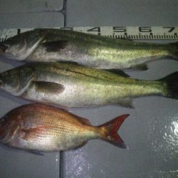 磯部釣船 直栄丸 釣果