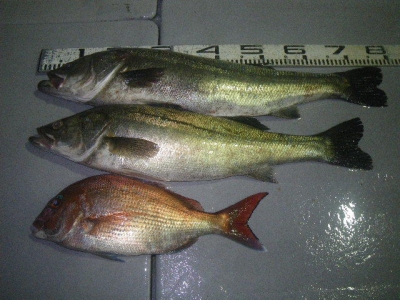 磯部釣船 直栄丸 釣果