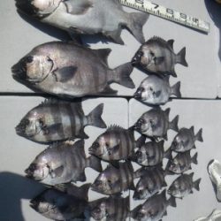 磯部釣船 直栄丸 釣果